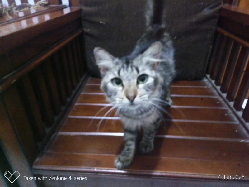 Kucing, Aura Negatif, dan Energi Gaib: Mitos atau Kenyataan? - Sport Jabar